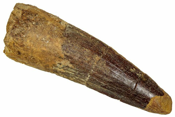Fossil Spinosaurus Tooth - Feeding Worn Tip #353072